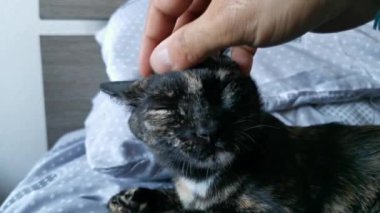 evcil kedi kafasını okşadı. Yüksek kalite 4k görüntü