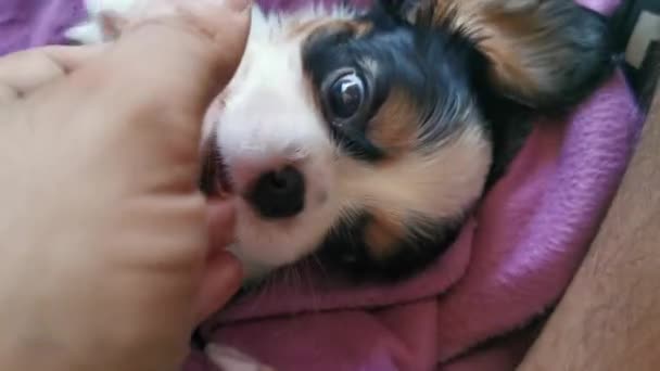 Cavaleiro Rei Charles Spaniel Cachorro Cão Morde Uma Mão Imagens — Vídeo de Stock