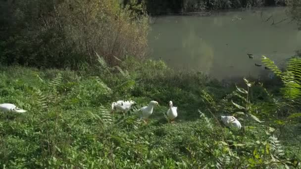 Oche Bianche Nel Parco Villa Pamphili Roma Filmati Alta Qualità — Video Stock