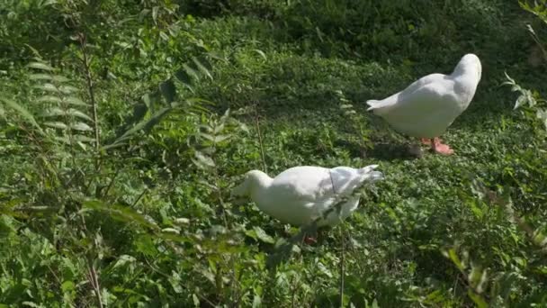 Witte Ganzen Het Park Van Villa Pamphili Rome Hoge Kwaliteit — Stockvideo