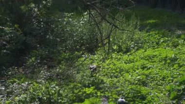 Roma bahçelerinde güvercinler ve kargalar. Yüksek kalite 4k görüntü