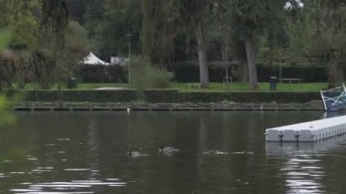Roma 'daki Eur gölündeki yaban ördekleri. Yüksek kalite 4k görüntü