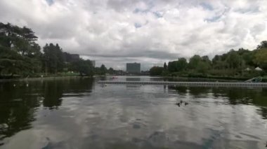 Roma 'daki Eur gölündeki yaban ördekleri. Yüksek kalite 4k görüntü