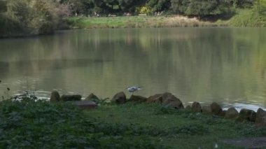 Güneşli bir günde Roma 'da Villa broşürü gölü üzerinde coot. Yüksek kalite 4k görüntü