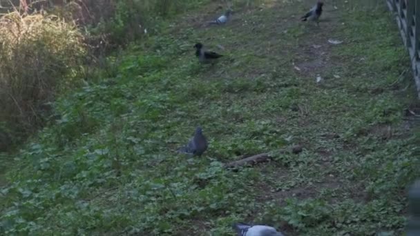 Tauben Und Krähen Den Gärten Roms — Stockvideo