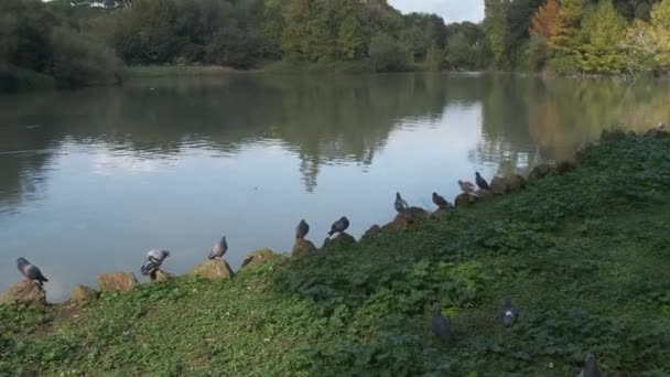 Coot Lago Villa Pamphili Roma Día Soleado Imágenes Alta Calidad — Vídeos de Stock