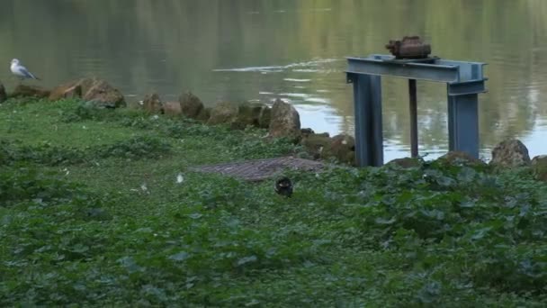 Coot Lago Villa Pamphili Roma Dia Ensolarado Imagens Alta Qualidade — Vídeo de Stock
