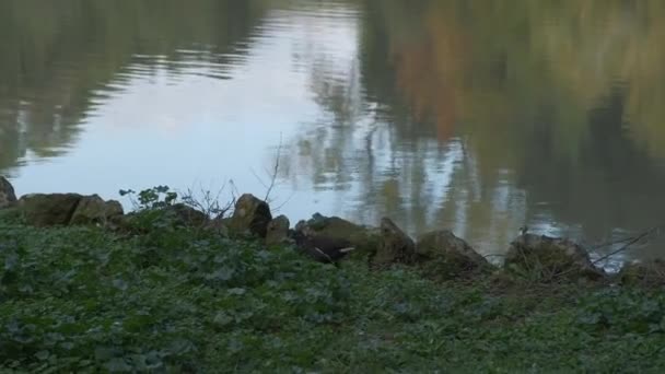 Gaivota Lago Villa Pamphili Roma Dia Ensolarado Imagens Alta Qualidade — Vídeo de Stock