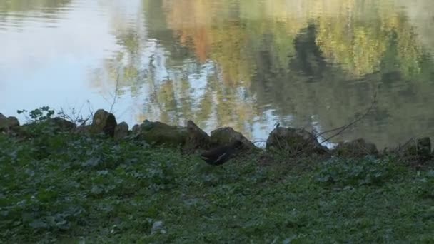 晴れた日にローマのヴィラ パムフィリの湖でカモメ — ストック動画