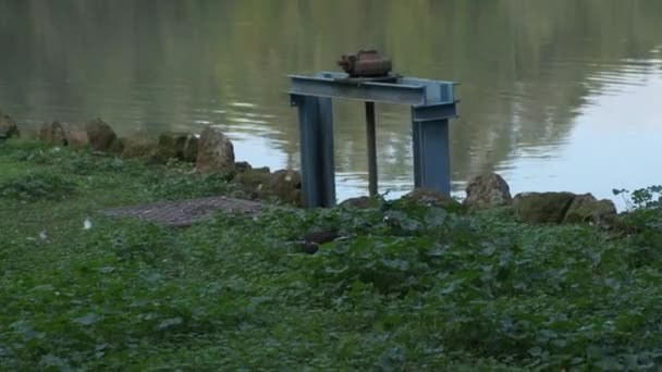 Coot Lago Villa Pamphili Roma Dia Ensolarado Imagens Alta Qualidade — Vídeo de Stock