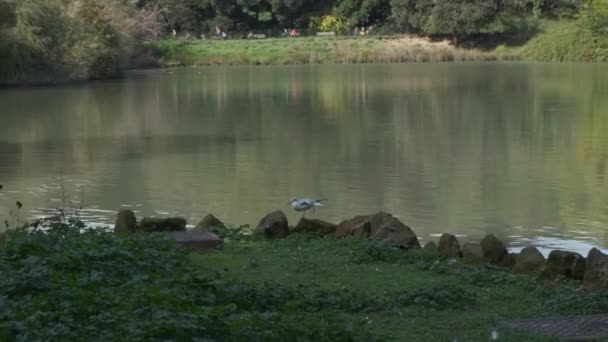 Coot Lago Villa Pamphili Roma Día Soleado Imágenes Alta Calidad — Vídeo de stock