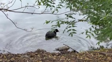 Güneşli bir günde Roma 'da Villa broşürü gölü üzerinde coot. Yüksek kalite 4k görüntü
