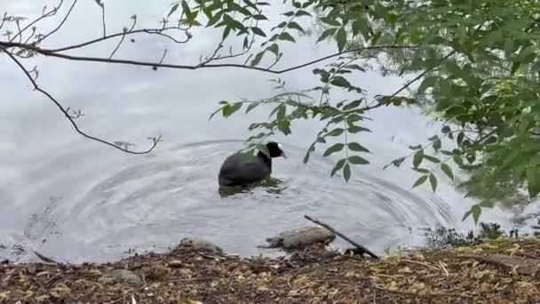 Coot Lago Villa Pamphili Roma Día Soleado Imágenes Alta Calidad — Vídeo de stock