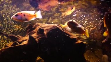 Tatlı su balıklı akvaryum Afrika ciklitleri. Yüksek kalite 4k görüntü