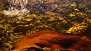 Tatlı su balıklı akvaryum Afrika ciklitleri. Yüksek kalite 4k görüntü