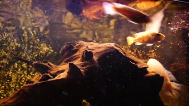Tatlı su balıklı akvaryum Afrika ciklitleri. Yüksek kalite 4k görüntü