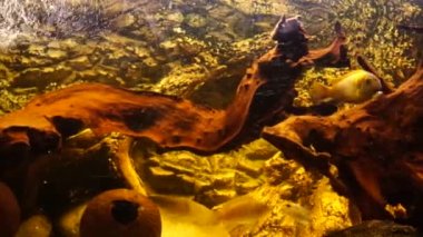 Tatlı su balıklı akvaryum Afrika ciklitleri. Yüksek kalite 4k görüntü