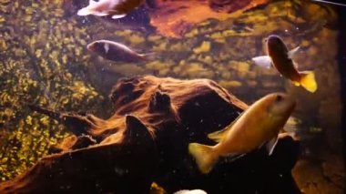 Tatlı su balıklı akvaryum Afrika ciklitleri. Yüksek kalite 4k görüntü