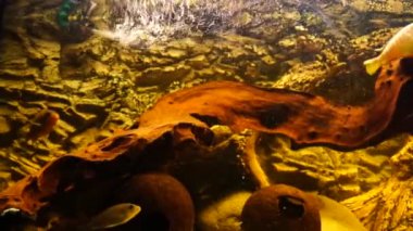 Tatlı su balıklı akvaryum Afrika ciklitleri. Yüksek kalite 4k görüntü