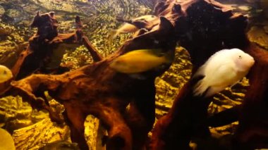 Tatlı su balıklı akvaryum Afrika ciklitleri. Yüksek kalite 4k görüntü