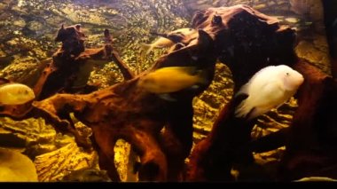 Tatlı su balıklı akvaryum Afrika ciklitleri. Yüksek kalite 4k görüntü