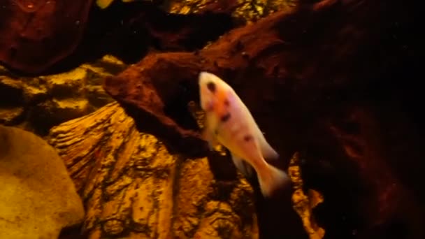 Aquarium Freshwater Fish African Cichlids High Quality Footage — Stock Video