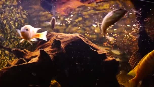 Acuario Con Peces Agua Dulce Cíclidos Africanos Imágenes Alta Calidad — Vídeo de stock