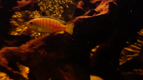 Aquarium Mit Süßwasserfischen Afrikanische Buntbarsche Hochwertiges Filmmaterial — Stockvideo