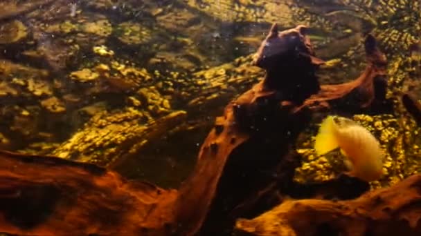 Ενυδρείο Ψάρια Γλυκού Νερού Αφρικανικές Κιχλίδες Υψηλής Ποιότητας Πλάνα — Αρχείο Βίντεο