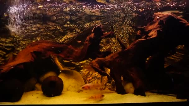 Aquarium Avec Poissons Eau Douce Cichlidés Africains Images Haute Qualité — Video