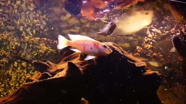 Aquarium Mit Süßwasserfischen Afrikanische Buntbarsche Hochwertiges Filmmaterial — Stockvideo