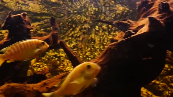 有淡水鱼的水族馆高质量的4K镜头 — 图库视频影像