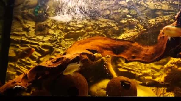 Acquario Con Pesci Acqua Dolce Ciclidi Africani Filmati Alta Qualità — Video Stock