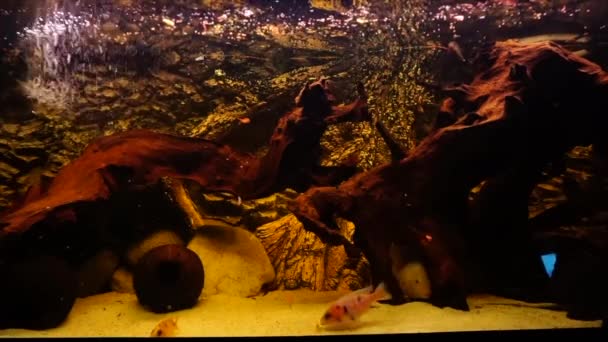 Aquarium Mit Süßwasserfischen Afrikanische Buntbarsche Hochwertiges Filmmaterial — Stockvideo