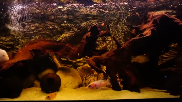 Acquario Con Pesci Acqua Dolce Ciclidi Africani Filmati Alta Qualità — Video Stock