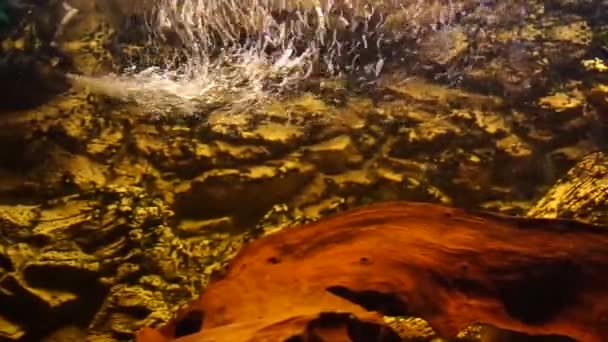 Aquário Com Peixes Água Doce Ciclídeos Africanos Imagens Alta Qualidade — Vídeo de Stock