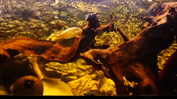 Аквариум Пресноводными Рыбами Африканскими Цихлидами Высококачественные Кадры — стоковое видео