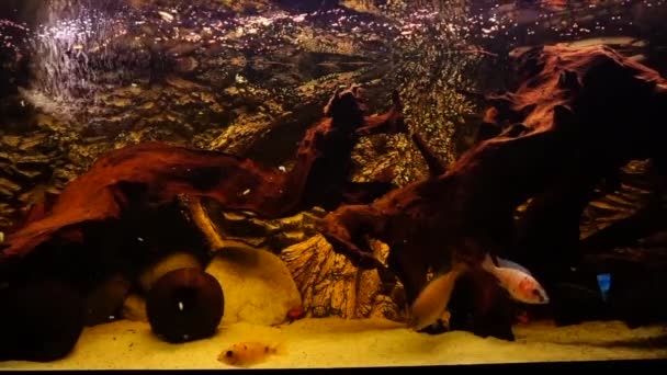 Aquarium Met Zoetwatervissen Afrikaanse Cichliden Hoge Kwaliteit Beeldmateriaal — Stockvideo