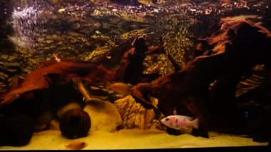 Tatlı su balıklı akvaryum Afrika ciklitleri. Yüksek kalite 4k görüntü