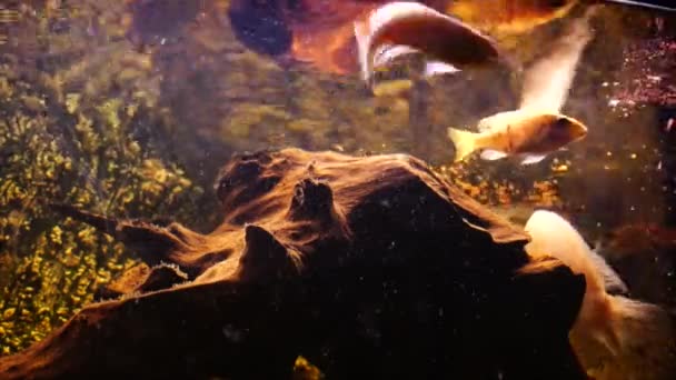 Akvárium Sladkovodními Rybami Africké Cichlidy Vysoce Kvalitní Záběry — Stock video