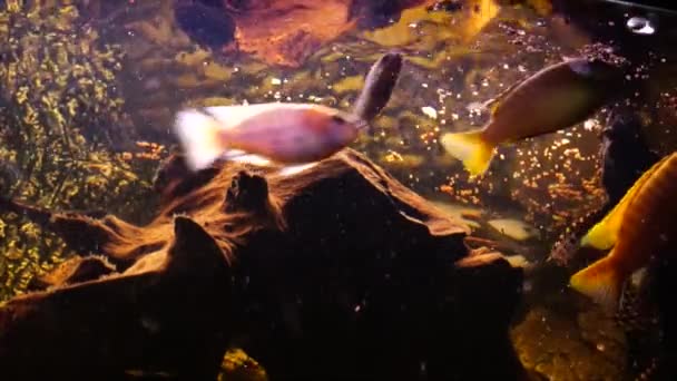 Akvárium Sladkovodními Rybami Africké Cichlidy Vysoce Kvalitní Záběry — Stock video