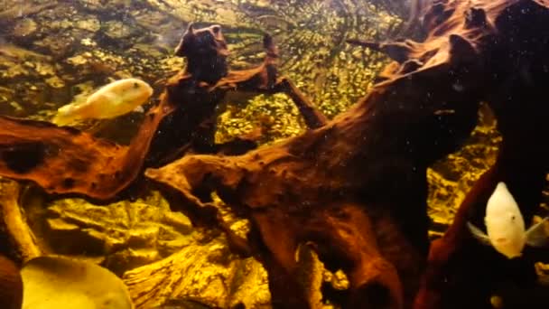 Acquario Con Pesci Acqua Dolce Ciclidi Africani Filmati Alta Qualità — Video Stock