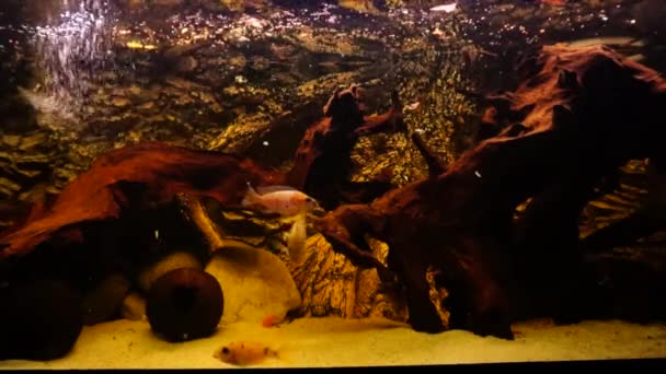 Aquarium Mit Süßwasserfischen Afrikanische Buntbarsche Hochwertiges Filmmaterial — Stockvideo