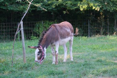 evcil eşek otlatıyor. Yüksek kalite fotoğraf
