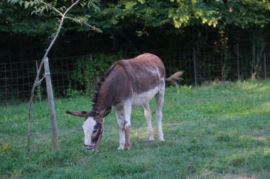 evcil eşek otlatıyor. Yüksek kalite fotoğraf