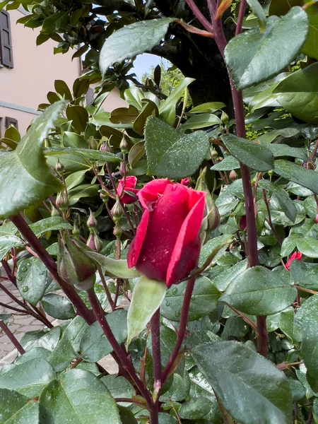 Frisch Blühende Rote Rosenblüten Der Hecke Hochwertiges Foto — Stockfoto