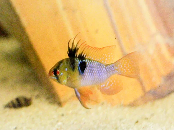 Mikrogeophagus Ramirezi Karzeł Cichlid Kolorowe Ryby Słodkowodne Akwarium Wysokiej Jakości — Zdjęcie stockowe