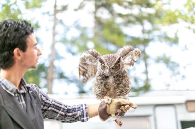 Virjinya baykuşu Virjinya baykuşu Bubo virginianus bir şahin avcısına yakın plan. Yüksek kalite fotoğraf