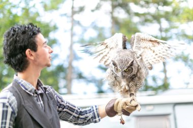Virjinya baykuşu Virjinya baykuşu Bubo virginianus bir şahin avcısına yakın plan. Yüksek kalite fotoğraf