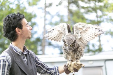 Virjinya baykuşu Virjinya baykuşu Bubo virginianus bir şahin avcısına yakın plan. Yüksek kalite fotoğraf